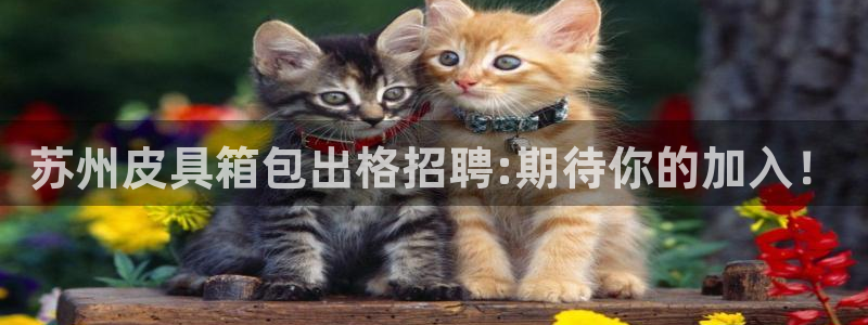 琳琅满目的娱乐设施